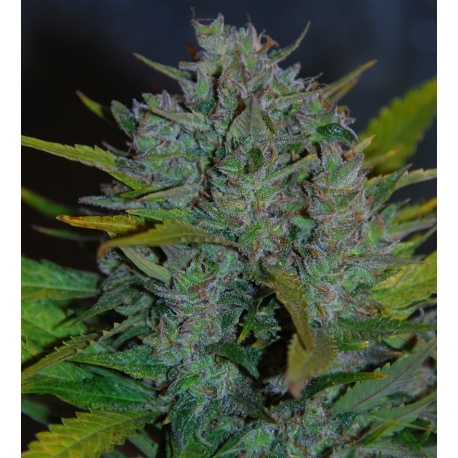 Ultraviolet | Feminised, Auto, Indoor & Outdoor