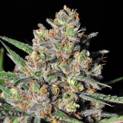 Green Love Potion | Feminised, Indoor & Outdoor