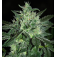 Spicy White Devil | Feminised, Indoor & Outdoor