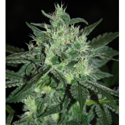 Spicy White Devil | Feminised, Indoor & Outdoor