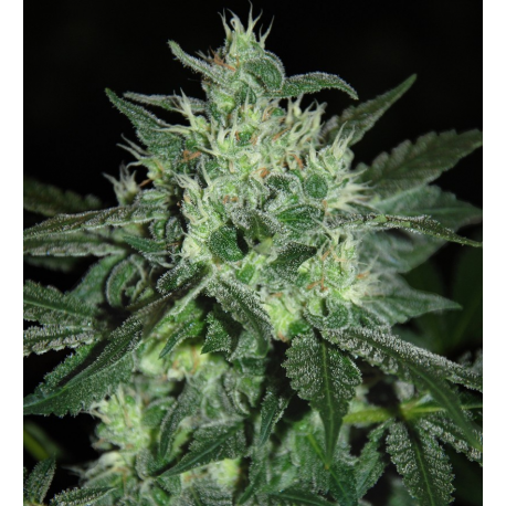 Spicy White Devil | Feminised, Indoor & Outdoor