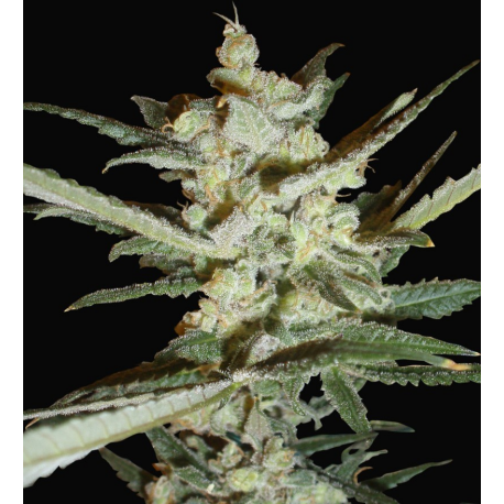 Supersonic Cristal Storm | Feminised, Auto, Indoor & Outdoor