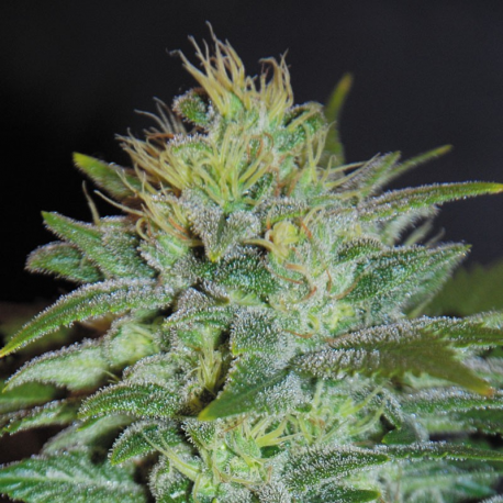 Sweet Black Angel | Feminised, Indoor & Outdoor