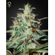 White Lemon | Feminised, Indoor & Outdoor