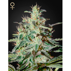 White Lemon | Feminised, Indoor & Outdoor