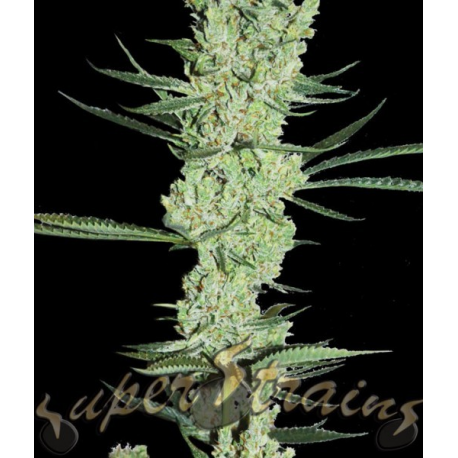 Amnesia | Feminised, Indoor