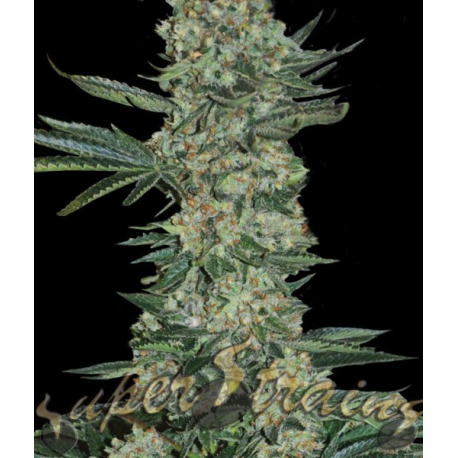 Enemy of the State | Feminised, Indoor & Outdoor