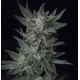 Auto Bubblegum | Feminised, Auto, Indoor & Outdoor