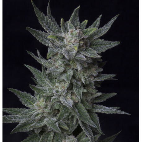 Auto Bubblegum | Feminised, Auto, Indoor & Outdoor