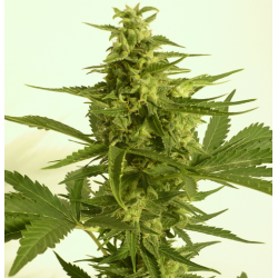 Auto Critical Hog | Feminised, Auto, Indoor & Outdoor