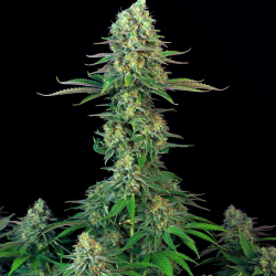 Bubblegum | Feminised, Indoor & Outdoor