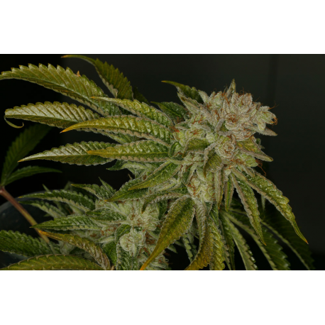 MK-Ultra | Feminised, Indoor & Outdoor