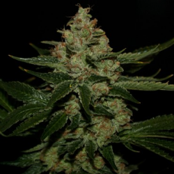 Underdawg OG | Feminised, Indoor & Outdoor