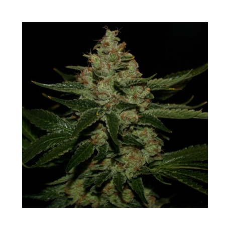 Underdawg OG | Feminised, Indoor & Outdoor