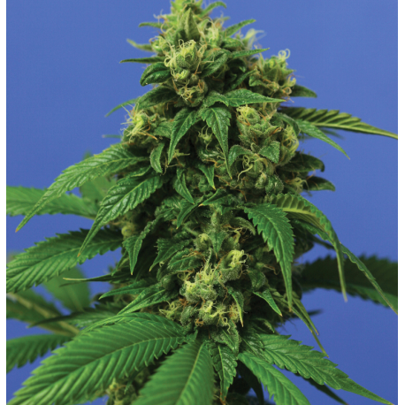 Wreckage | Indoor & Outdoor