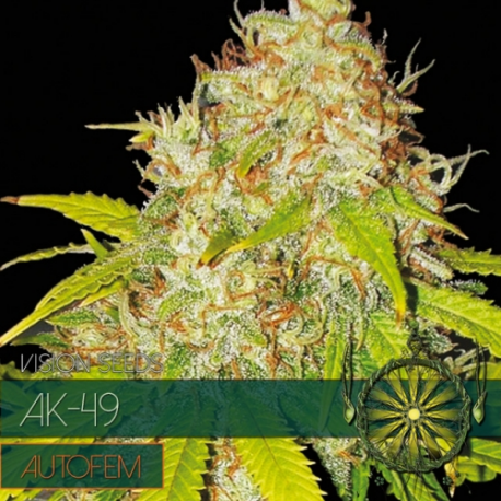 AK-49 | Feminised, Auto, Indoor & Outdoor