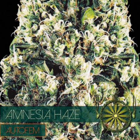 Amnesia Haze | Feminised, Auto, Indoor & Outdoor