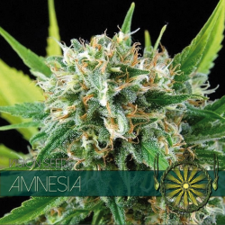 Amnesia | Feminised, Indoor & Outdoor