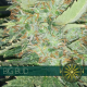 Big Bud | Feminised, Indoor & Outdoor