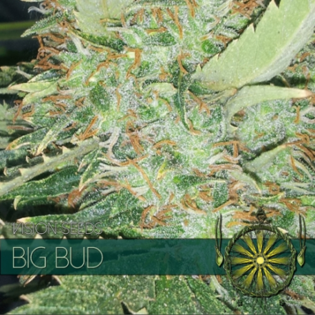 Big Bud | Feminised, Indoor & Outdoor
