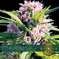 Blue Power | Feminised, Indoor & Outdoor