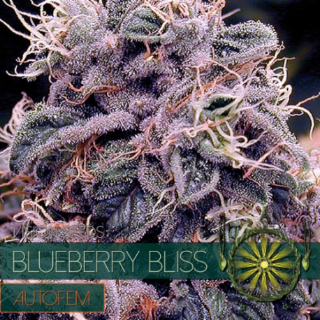 Blueberry Bliss | Feminised, Auto, Indoor & Outdoor