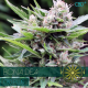 Bona Dea CBD+ | Feminised, Indoor & Outdoor