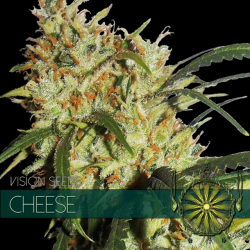 Cheese | Feminised, Indoor & Outdoor