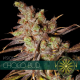 Choco Loco | Feminised, Indoor & Outdoor