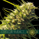 Critical Impact | Feminised, Indoor & Outdoor