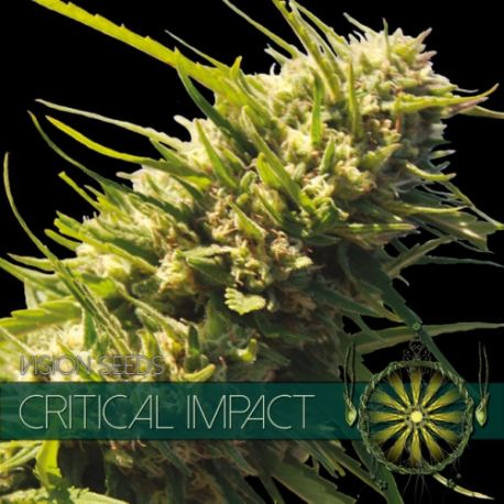 Critical Impact | Feminised, Indoor & Outdoor