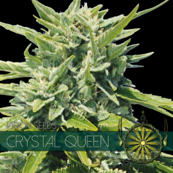 Crystal Queen | Feminised, Indoor & Outdoor