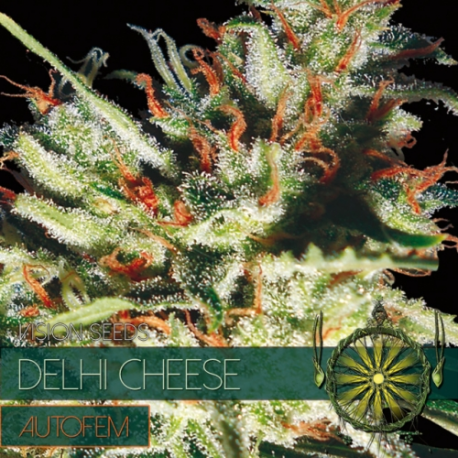 Delhi Cheese | Feminised, Auto, Indoor & Outdoor