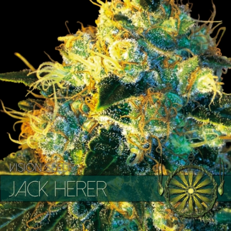 Jack Herer | Feminised, Indoor & Outdoor