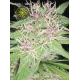 Jack Herer | Feminised, Indoor & Outdoor