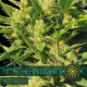 Northern Lights | Feminised, Auto, Indoor & Outdoor