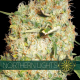 Northern Lights | Feminised, Indoor & Outdoor