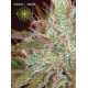 Northern Lights | Feminised, Indoor & Outdoor