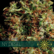 NY Diesel | Feminised, Indoor & Outdoor