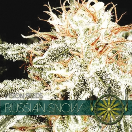 Russian Snow | Feminised, Indoor & Outdoor