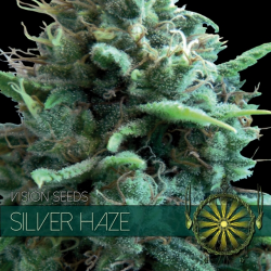 Silver Haze | Feminised, Indoor & Outdoor