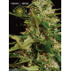 Super Skunk | Feminised, Indoor & Outdoor