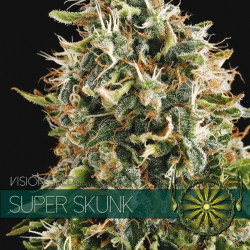 Super Skunk | Feminised, Indoor & Outdoor