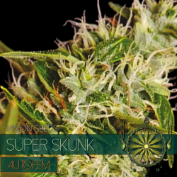 Super Skunk | Feminised, Auto, Indoor & Outdoor