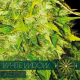 White Widow | Feminised, Auto, Indoor & Outdoor