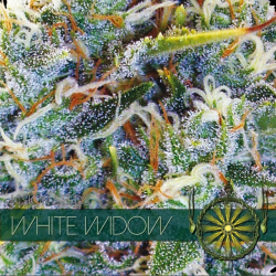 White Widow | Feminised, Indoor & Outdoor