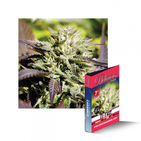 Caramelo F1 Fast Version | Feminised, Indoor & Outdoor