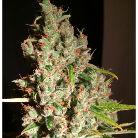 M.O.B. | Feminised, Indoor & Outdoor