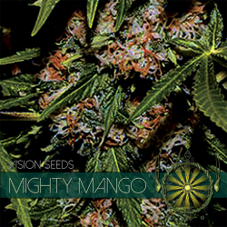 Mighty Mango Bud | Feminised, Indoor & Outdoor