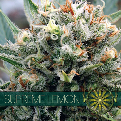 Supreme Lemon | Feminised, Indoor & Outdoor